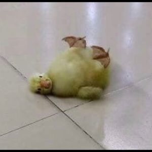 Meet your Posher, Emma